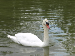 Cygnus olor