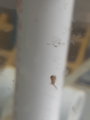 Artemiidae