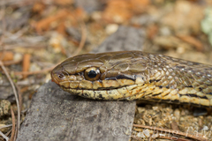 Herpetoreas platyceps
