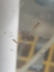 Artemiidae