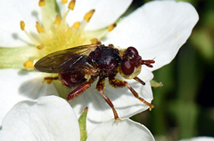 Myopa clausa