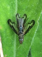 Dorycera grandis
