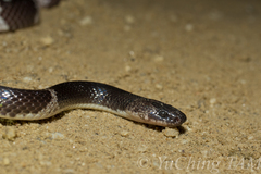 Lycodon septentrionalis