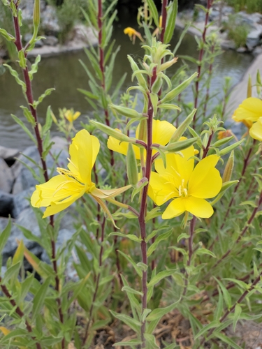iNaturalist observation photo of tall evening primrose