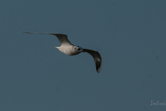 Saundersilarus saundersi