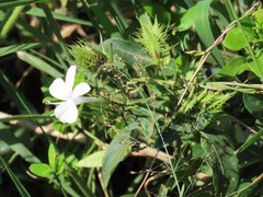 Barleria elegans orientalis