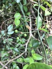 Smilax china