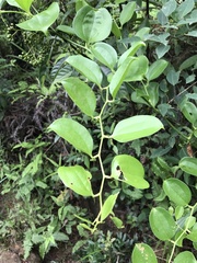 Smilax china