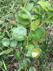 Smilax china