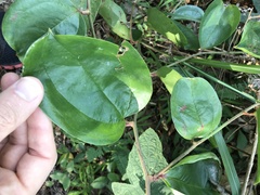 Smilax china