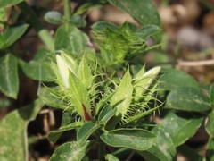 Barleria elegans orientalis
