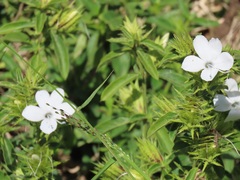 Barleria elegans orientalis