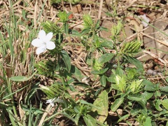 Barleria elegans orientalis