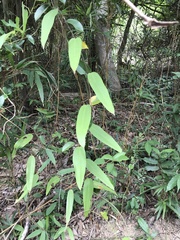 Smilax glabra