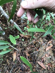 Smilax glabra