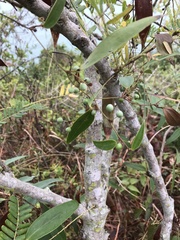 Smilax glabra