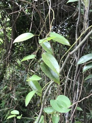 Smilax glabra