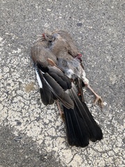 Garrulus glandarius graecus