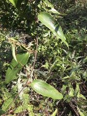 Smilax glabra