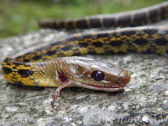 Elaphe cantoris