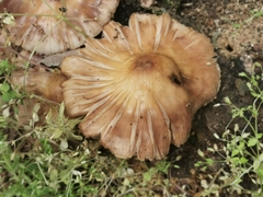 Pluteus