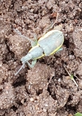 Chlorophanus viridis