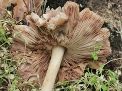 Pluteus