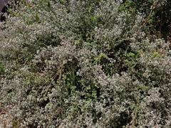 Origanum syriacum