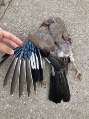 Garrulus glandarius graecus