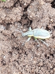 Chlorophanus viridis