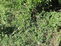 Barleria elegans orientalis