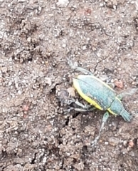 Chlorophanus viridis