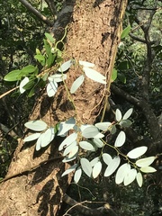 Smilax hypoglauca