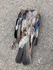 Garrulus glandarius graecus