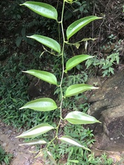 Smilax lanceifolia