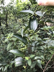 Smilax lanceifolia