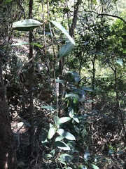 Smilax lanceifolia
