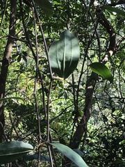 Smilax lanceifolia