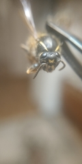 Vespula vulgaris