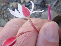Hesperantha cucullata