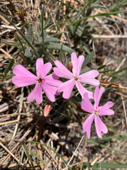 Phlox amabilis