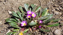 Calandrinia colchaguensis