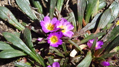 Calandrinia colchaguensis