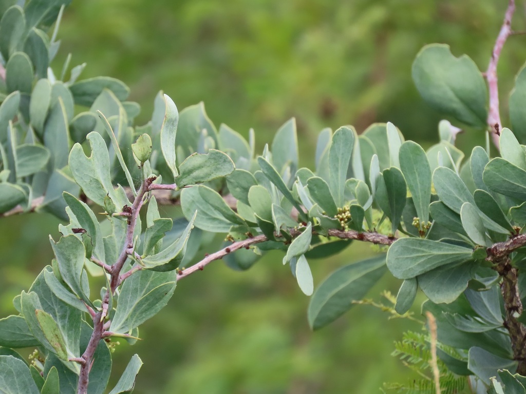 Blue Spikethorn