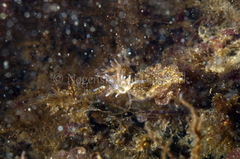 Eubranchus rupium