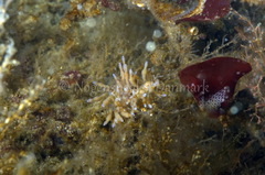 Eubranchus rupium