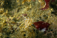 Eubranchus rupium