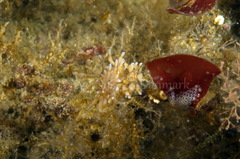 Eubranchus rupium