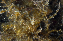 Eubranchus rupium