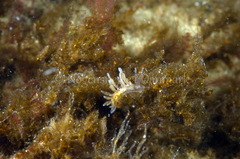 Eubranchus rupium